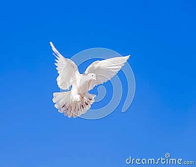 White dove flying Stock Photo