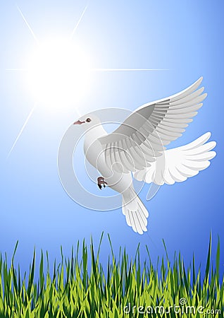 White dove flying above summer field Stock Photo