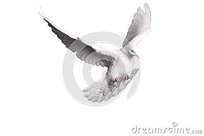 White dove flying on background for freedom concept in clipping path,international day of peace 2017 Stock Photo