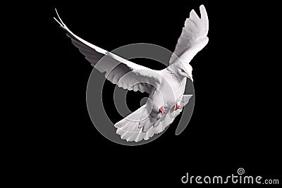 White dove flying on black background for freedom concept in clipping path, international day of peace 2017 Stock Photo