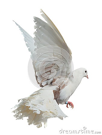 White dove flying high Stock Photo