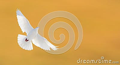 White dove flying on a yellow background Stock Photo