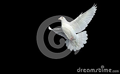 White dove in free flight Stock Photo