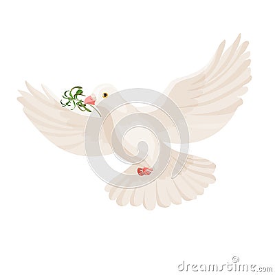 White dove with grass in beak vector flying bird isolated Vector Illustration