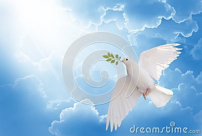 White dove holding green leaf branch flying in the sky Stock Photo