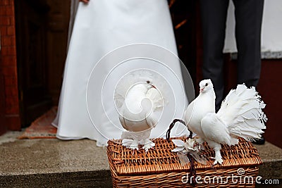 White Dove Releases Stock Photo