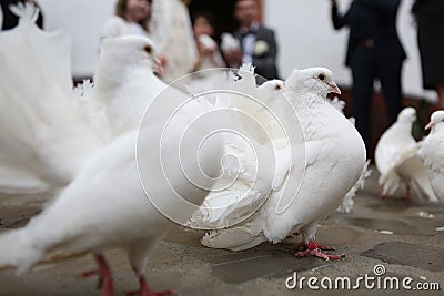 White Dove Releases Stock Photo