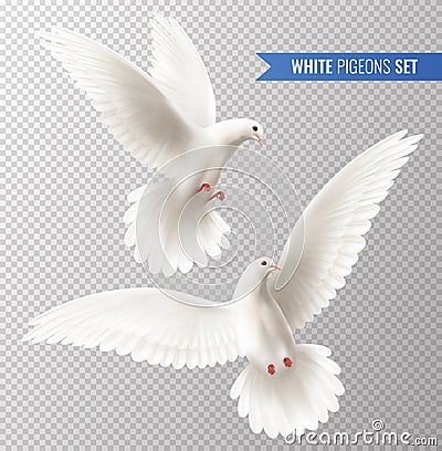 White Dove Set Vector Illustration