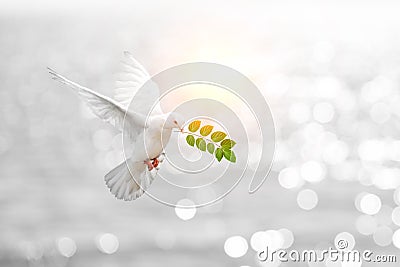 White Dove on vintage Stock Photo