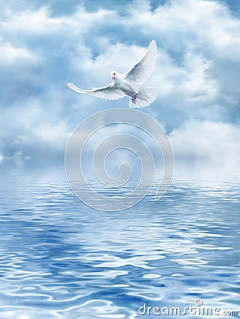 White Dove of the water Stock Photo