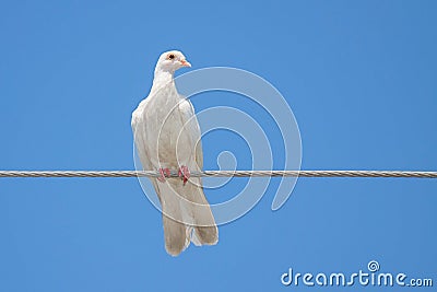 White Dove on a Wire Stock Photo