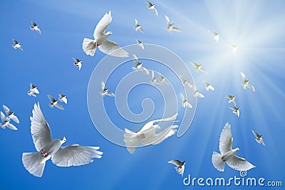 White doves flying Stock Photo