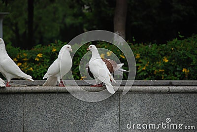 White doves in the public city park Stock Photo