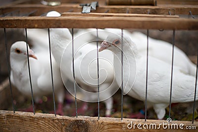 White doves for a wedding in a birdcage, white bird in a cage Stock Photo