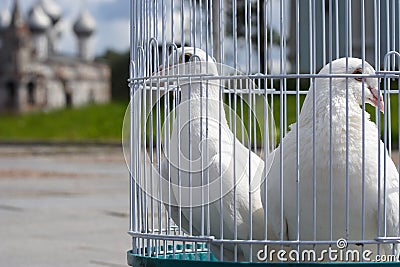 White doves for a wedding in a birdcage, white bird in a cage Stock Photo