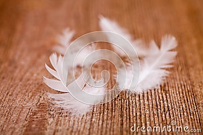 White downy feathers Stock Photo