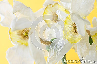 white dried flower on a yellow background. macro Stock Photo