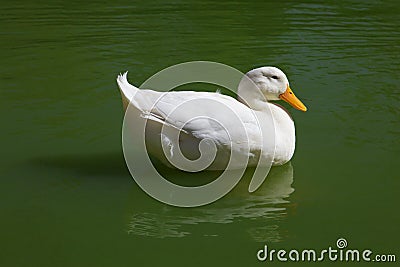 White duck Stock Photo