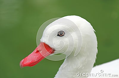 White Duck Stock Photo