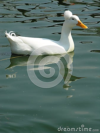 White duck Stock Photo