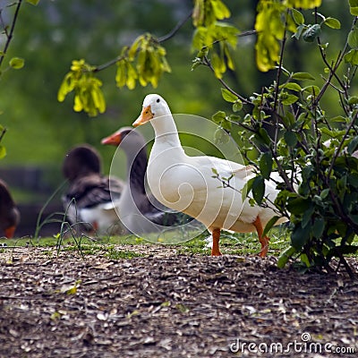 White Duck Stock Photo