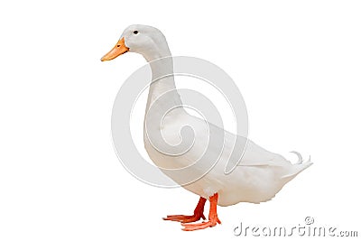 White duck in the Farm Stock Photo
