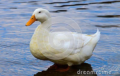 White duck Stock Photo