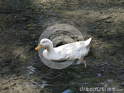 White Duck on Pond Stock Photo