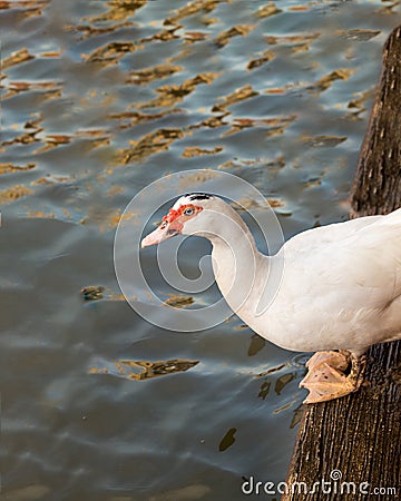 White duck ready jump into the water Stock Photo