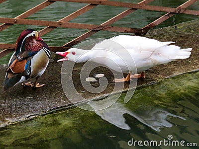 White duck showing agression towards a Carolina Wood duck Stock Photo