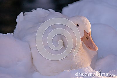 White duck in the snow. Resting American Pekin in sunlight. The Pekin or White Pekin Stock Photo