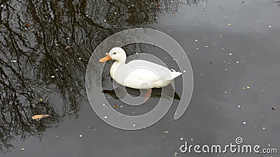 White duck swimming in dirty water. Stock Photo