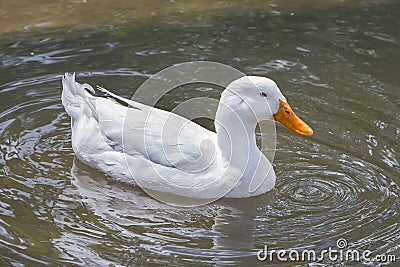 White Duck Stock Photo