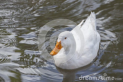 White Duck Stock Photo