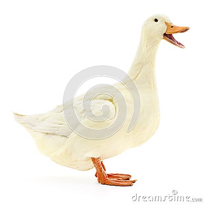 White duck on white. Stock Photo