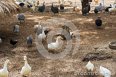 White ducks with guinea fowls looking for food on farm. Stock Photo