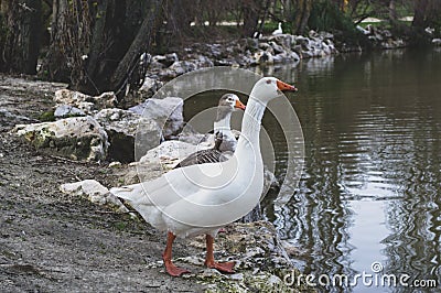 White ducks on the shore of the lake observing the water Stock Photo