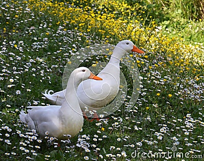 White ducks in springtime Stock Photo