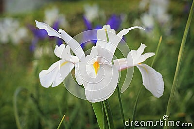 White Dutch Iris Flower Casablanca Stock Photo