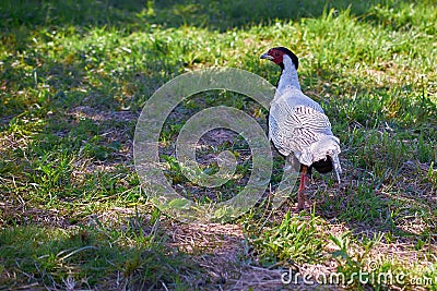 White-eared pheasant in the meadow. Summer, day Stock Photo