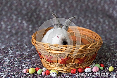 White Easter bunny with red eyes in a wooden basket with colorful eggs around Stock Photo