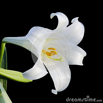 White Easter Lilly Flower isolated on Black Stock Photo