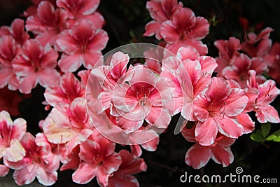 White edge framed pink azalea flowers in full bloom Stock Photo