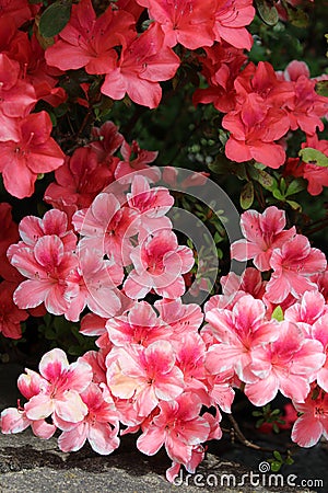 White edge framed pink azalea with solid color azaleas in full bloom Stock Photo