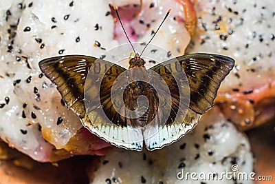 White-edged Blue Baron butterfly Stock Photo