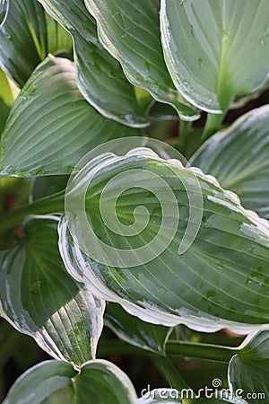 White edged green hosta leaves in sun Stock Photo