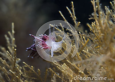 White-edged nudibranch Flabellina capensis front view Stock Photo