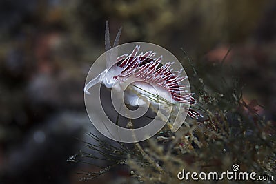 White-edged nudibranch Flabellina capensis Stock Photo