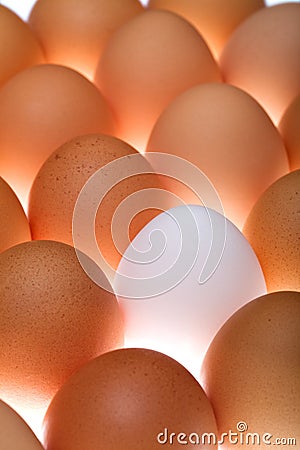 White egg between brown ones Stock Photo
