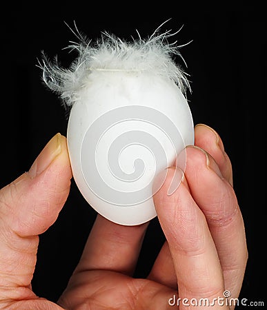 White egg with feathers, isolated on black in a hand Stock Photo